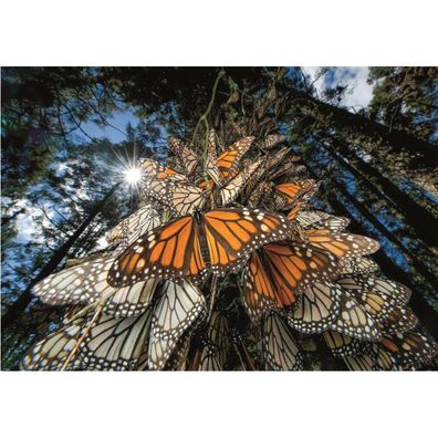Puzzle da 1000 Pezzi - Nat Geo: Farfalla Monarca