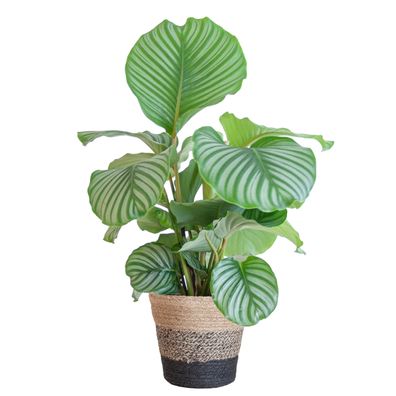 Calathea Orbifolia mit Lissabon-Korb schwarz - Ø21cm - 55-65cm - Zimmerpflanze