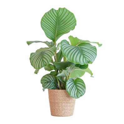 Calathea Orbifolia mit Sofia-Korb natur - Ø21cm - 55-65cm - Zimmerpflanze - Immer