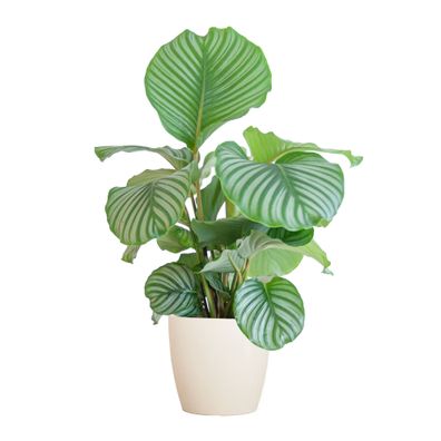 Calathea Orbifolia mit Viber Weiß - Ø21cm - 55-65cm - Zimmerpflanze - Immergrün