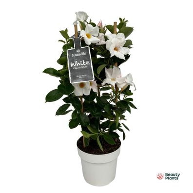 Mandevilla (Dipladenia) Sundaville Weiß - Ø17cm - 45-55cm - Gartenpflanze