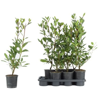 Echter Gewürzlorbeer (Laurus nobilis) winterhart bis -10°C 100-120 cm