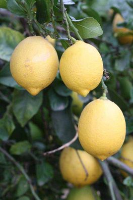 Zitronenbaum Fino 95 (Limonero Fino 95) 100-140 cm Echter Zitronenbaum