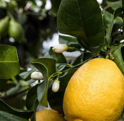 Zitronenbaum 'Zagara Bianca' - Citrus x limon, 100-140 cm