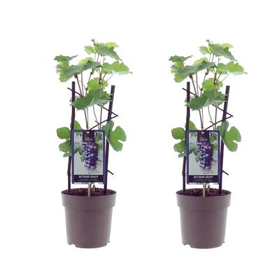 2 Stück Rote Tafeltraube 'Boskoop Glory' (Vitis vinifera) - Weinrebe, 30-50 cm