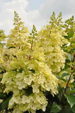 Rispenhortensie Candlelight - Hydrangea paniculata im 3L Topf für Garten & Kübel