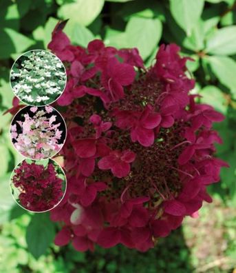 Rispenhortensie 'Wims Red' - Hydrangea paniculata im 3L Topf Strauch in Rot-Weiß