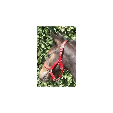 Fohlenhalfter, 3 fach verstellbar pink