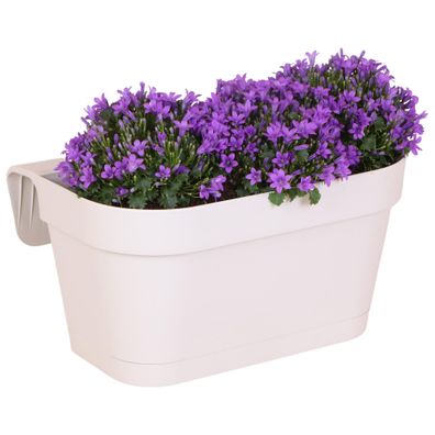 Campanula Addenda Glockenblume Violett Balkonkasten weiß mit 3 Campanula im 12cm