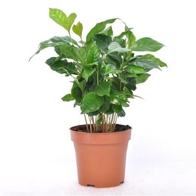 Coffea arabica Kaffee Pflanze Kaffeestrauch Zimmerpflanze Grünpflanze