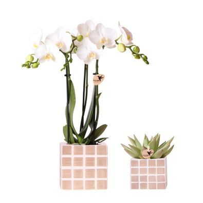 Kolibri Orchids Set aus weißer Amabilis-Orchidee und Sukkulente in Mosa Dekotöpfen