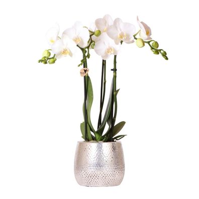 Kolibri Orchids weiße Phalaenopsis Orchidee Amabilis + Elite Topf silber- Topfgröß