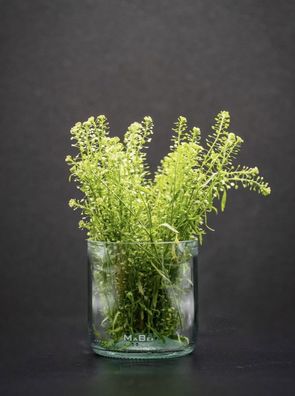 Vase - Schale wunderbar für Blumen oder Gebäck oder Quark