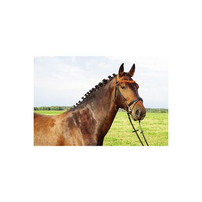 Bernsteintrense "German Riding" Duo schwarz Minishetty