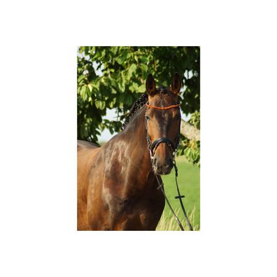 Bernsteintrense "German Riding" Unique schwarz Cob