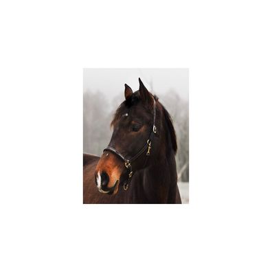 Lederhalfter "Noble Shine" Pony
