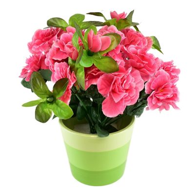 Azalee rosa im Keramiktopf 25×25 cm