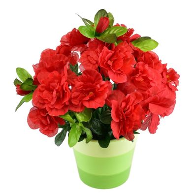 Rote Azalee im Keramiktopf 25×25 cm