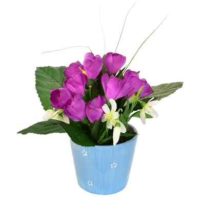 Krokus lila im Keramiktopf 24×27 cm