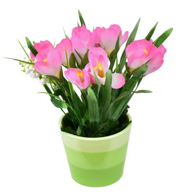 Krokus rosa im Keramiktopf 27×25 cm