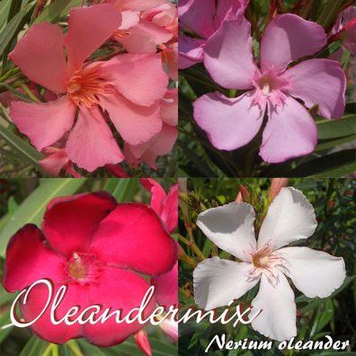 Oleandermix "Multicolor" - Nerium oleander - Größe C06