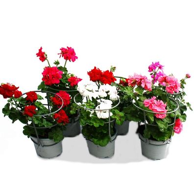 Geranien hängend - Pelargonium peltatum - verschiedene Farben - 12cm Topf - Set