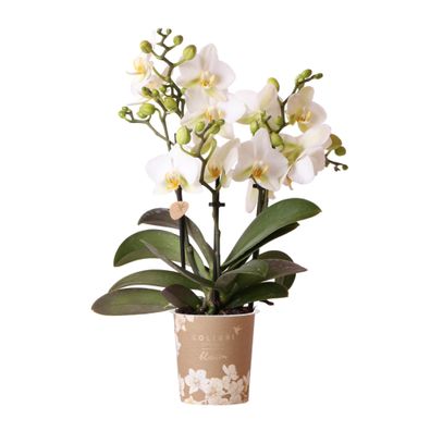 Kolibri Orchids Weiße Phalaenopsis-Orchidee Lausanne Topfgröße 9cm Blühende Zimmer