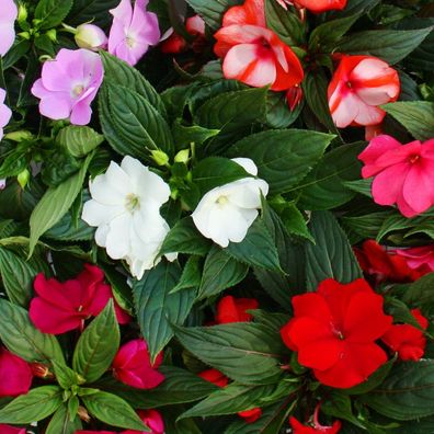 Edel-Lieschen - Impatiens Neu-Guinea - verschiedene Farben - Set mit 3 Pflanzen