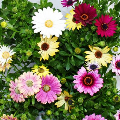 Kapkörbchen - Osteospermum ecklonis - verschiedene Farben - 11cm Topf - Set mit 3
