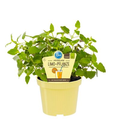 Limonadenpflanze - Limokraut in BIO-Qualität - Agastache mexicana - Kräuterpflanze