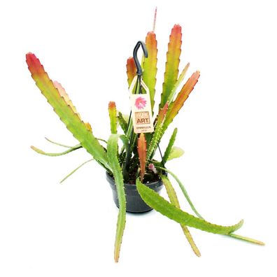 Epiphyllum anguliger Red Tip Schwert-Kaktus Krokodilschwanz mit rötlicher Färbung