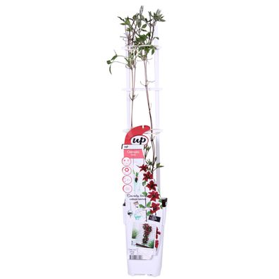 Clematis Nubia - Rot - Ø15cm - 55-65cm - Gartenpflanze