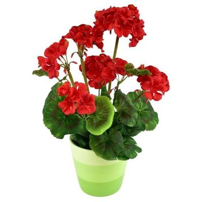 Rote Geranie im Keramiktopf 40×25 cm