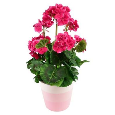 Rosa Geranie im Keramiktopf 40×25 cm