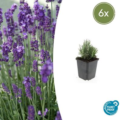 Lavandula angustifolia 'Dwarf Blue' | 6 Stücke - Ø9cm - 10-25cm - Gartenpflanze