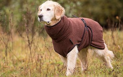 Dryup Cape brown