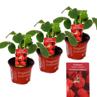 Himbeer-Erdbeere - Set mit 3 Pflanzen - Fragaria - Ausgefallene Sorte für Liebhabe