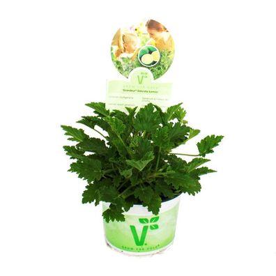 Duftgeranie "Limone" - Pelargonia odorata Hybr. 12cm Topf