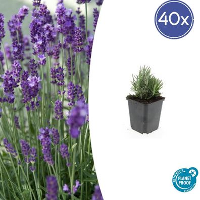 Lavandula angustifolia 'Dwarf Blue' | 40 Stücke - Ø9cm - 10-25cm - Gartenpflanze