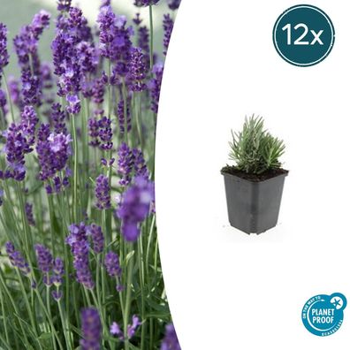 Lavandula angustifolia 'Dwarf Blue' | 12 Stücke - Ø9cm - 10-25cm - Gartenpflanze