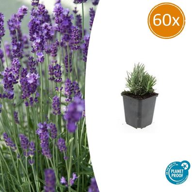Lavandula angustifolia 'Dwarf Blue' | 60 Stücke - Ø9cm - 10-25cm - Gartenpflanze