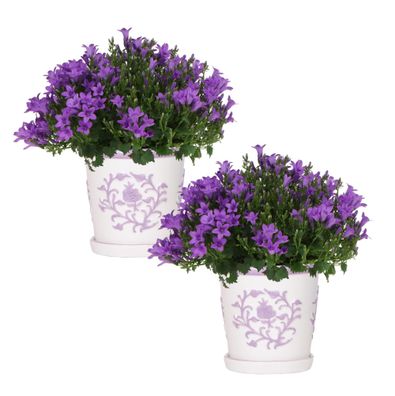 2x Campanula Addenda Ambella Intense Purple im Malaga-Dekotöpfen – Topfgröße