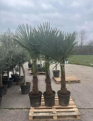 Trachycarpus Fortunei Hanfpalme, XXL, Stammhöhe 50-80 cm, Gesamthöhe 170-200 cm, Wint