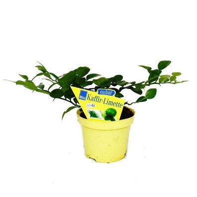 Kaffir-Limette - Citrus hystrix - 2 Pflanze - Kaffernlimette Gewürzpflanze