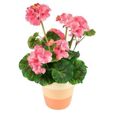 Muskat hellrosa im Keramiktopf 40×25 cm