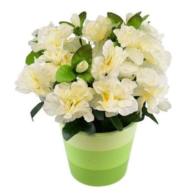 Azalee Creme im Keramiktopf 25×25 cm