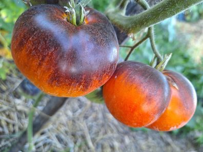 TOMATE CHUPA CHUPS 5+ Samen - samenfeste Fleischtomate P 618