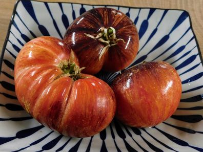 Russische Fleischtomate - SOLAR Eclipse 5+ Samen P 621