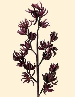 Gilde Deko Dendrobium-Orchidee 21 Bl. 42634