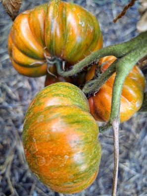 Polnische Stabtomate KOZULA 117 5+ Samen - samenfeste P 626